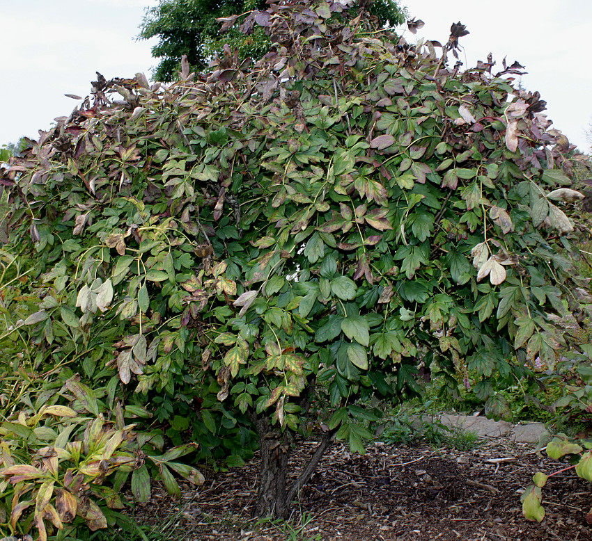 Изображение особи Paeonia suffruticosa.