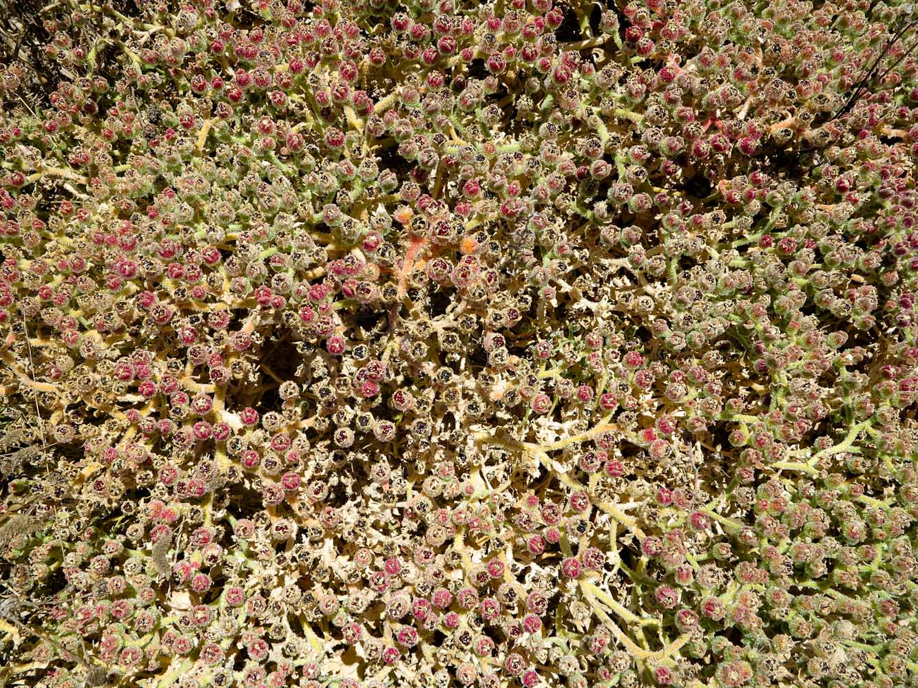 Image of Mesembryanthemum crystallinum specimen.