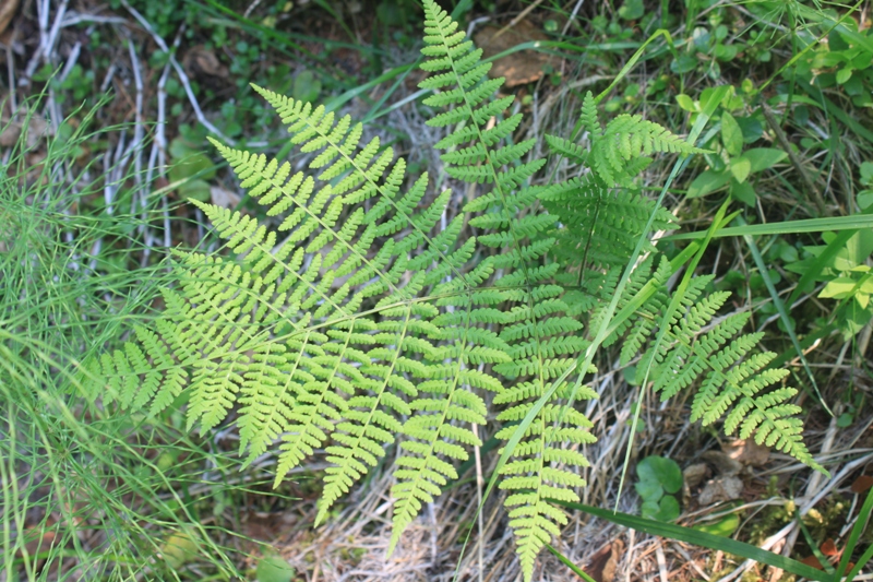 Image of Diplazium sibiricum specimen.