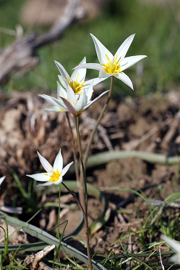 Image of Tulipa buhseana specimen.