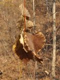 genus Populus