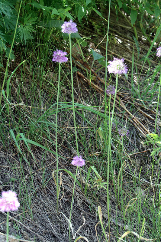 Image of Allium tschimganicum specimen.