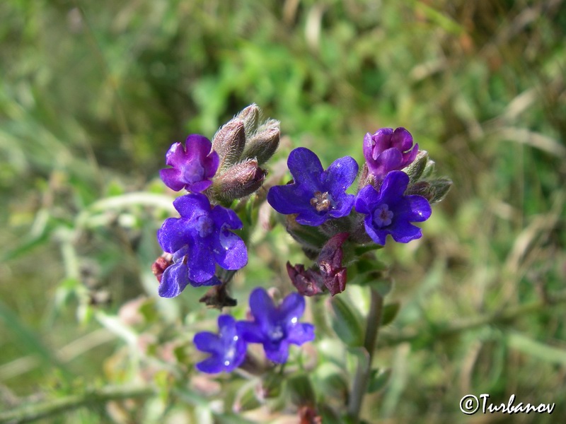 Image of Anchusa leptophylla specimen.