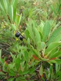 Cerasus pumila