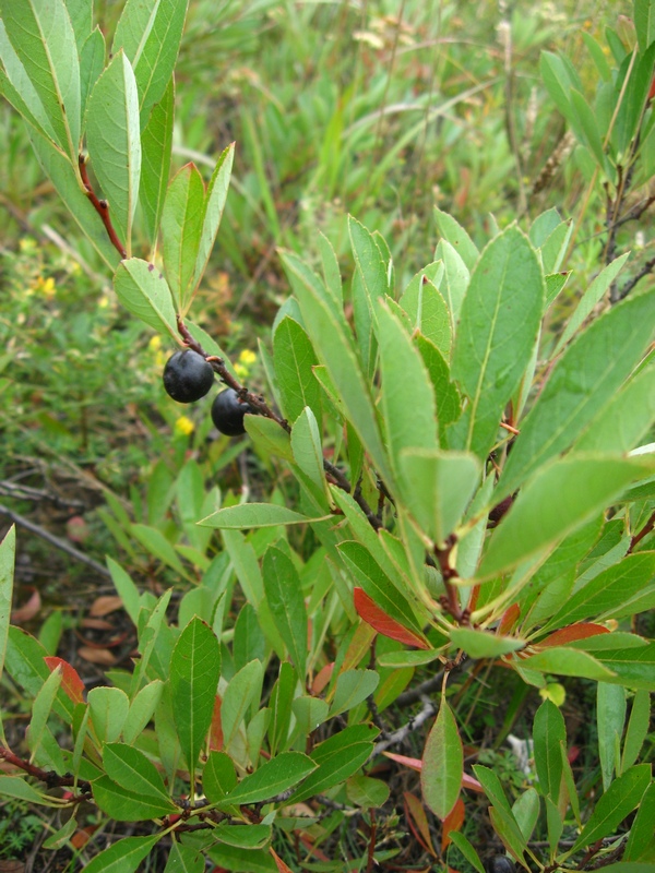 Image of Cerasus pumila specimen.