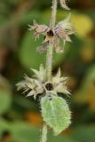 Stachys sylvatica