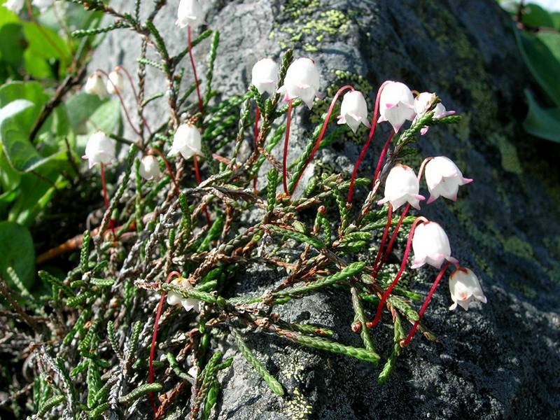 Изображение особи Cassiope lycopodioides.