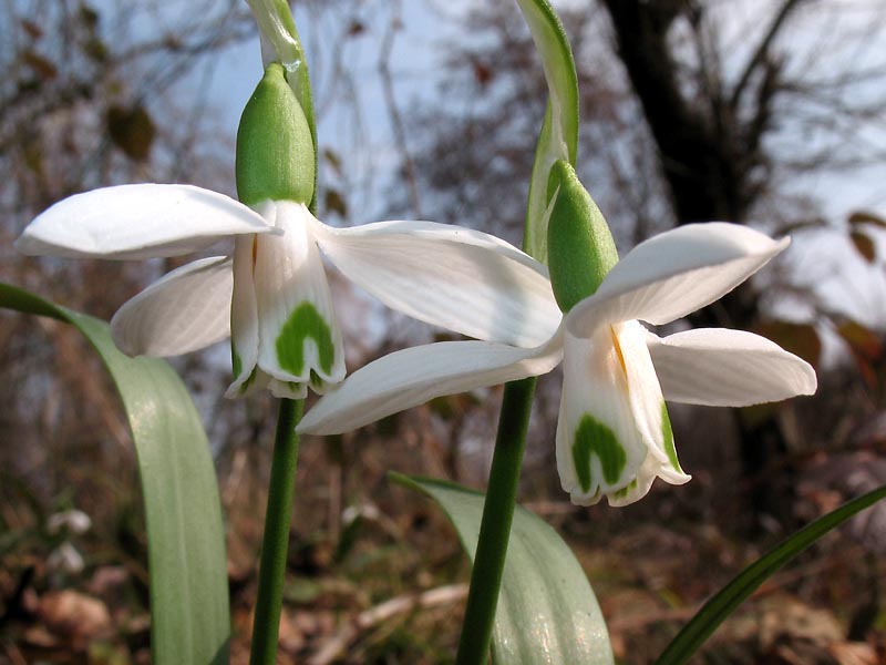 Изображение особи Galanthus transcaucasicus.