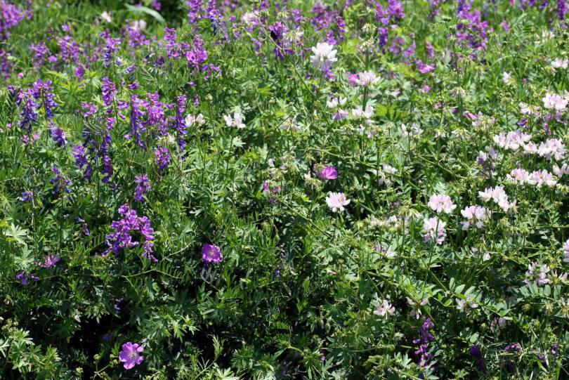 Image of Geranium sanguineum specimen.
