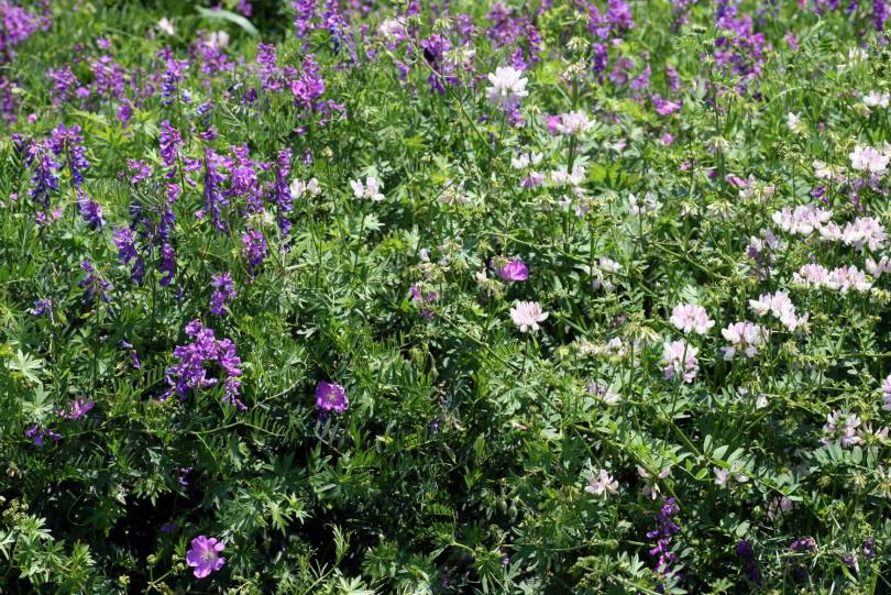 Изображение особи Geranium sanguineum.