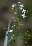 Galium mollugo. Соцветие. Новосибирская обл., Мошковский р-н, подтайга. 23.09.2009.