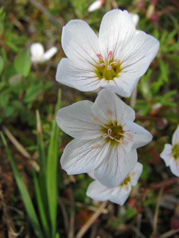 Image of Claytonia joanneana specimen.