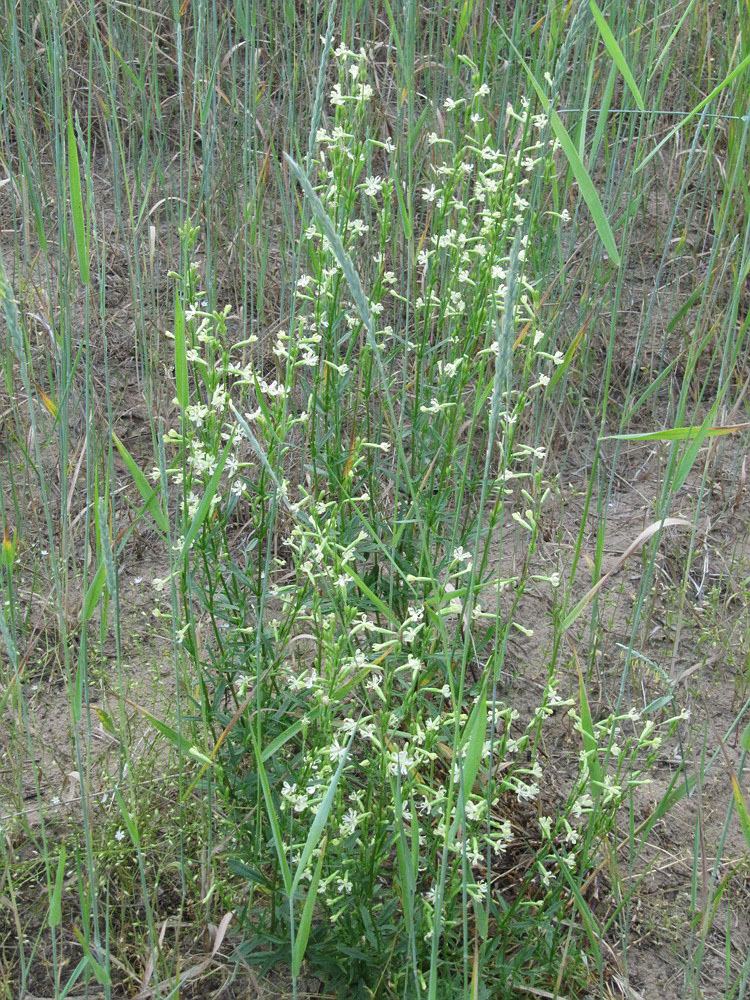 Изображение особи Silene tatarica.