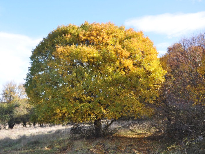 Image of Acer monspessulanum specimen.