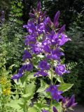 Campanula latifolia. Верхушки побегов с соцветиями (Заносная форма? Растения опушенные, листья пошире и немного морщинистые). Ботанический сад МГУ на Воробьевых Горах.