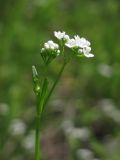 Galium debile. Соцветия. Крым, Байдарская долина, залежь в окр. с. Орлиное, канава. 12 июня 2015 г.