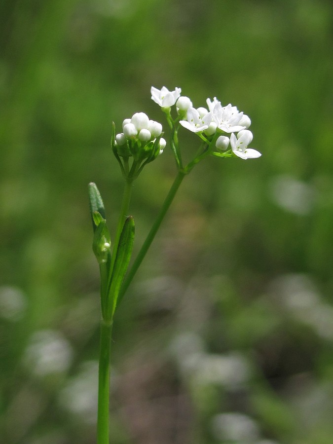 Изображение особи Galium debile.