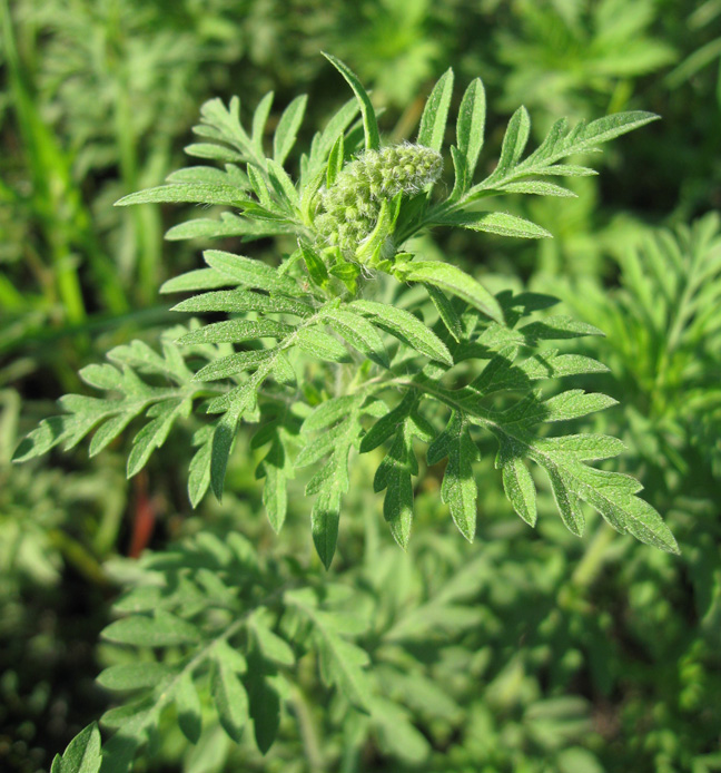 Image of Ambrosia artemisiifolia specimen.