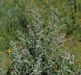 Chenopodium album. Верхушка растения с соцветиями. Московская обл., Раменский р-н, окр. ж.-д. платформы Хрипань, залежь. 30.07.2015.