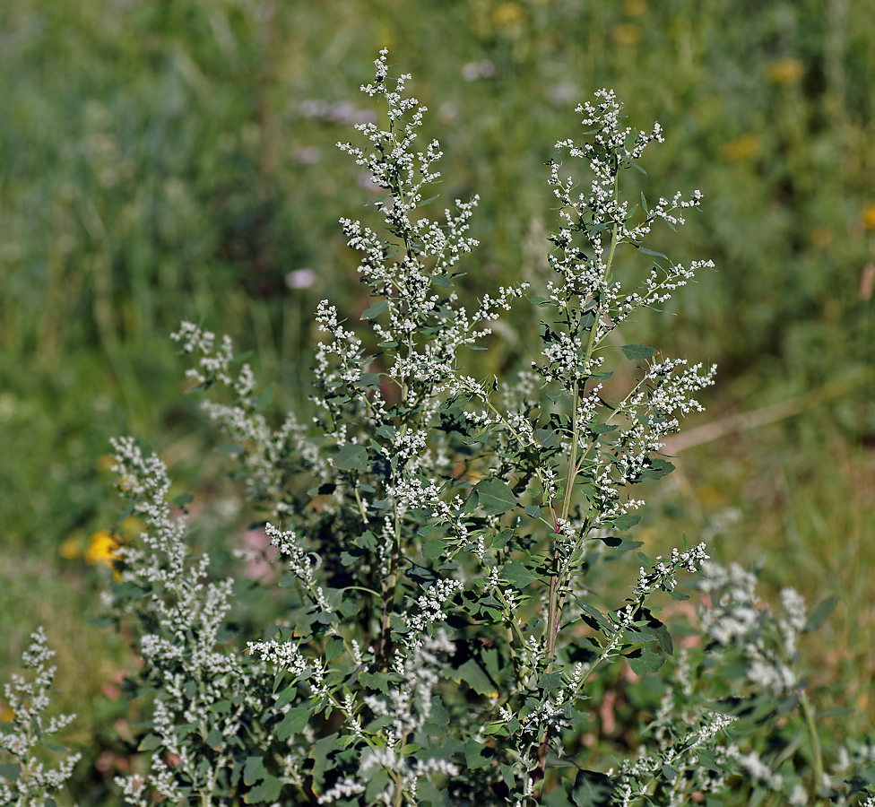 Изображение особи Chenopodium album.