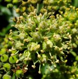 Hedera helix