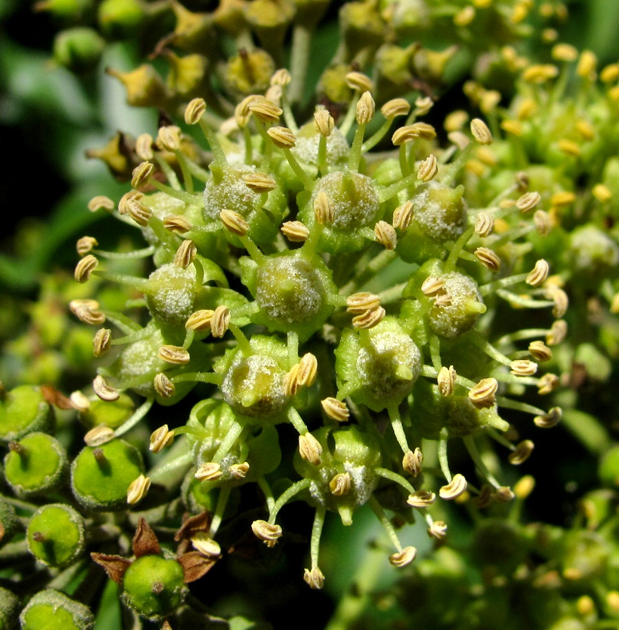 Image of Hedera helix specimen.