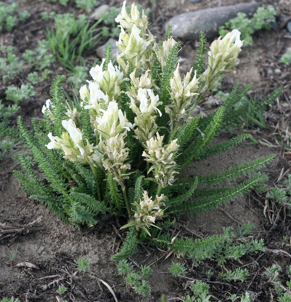 Image of Oxytropis muricata specimen.