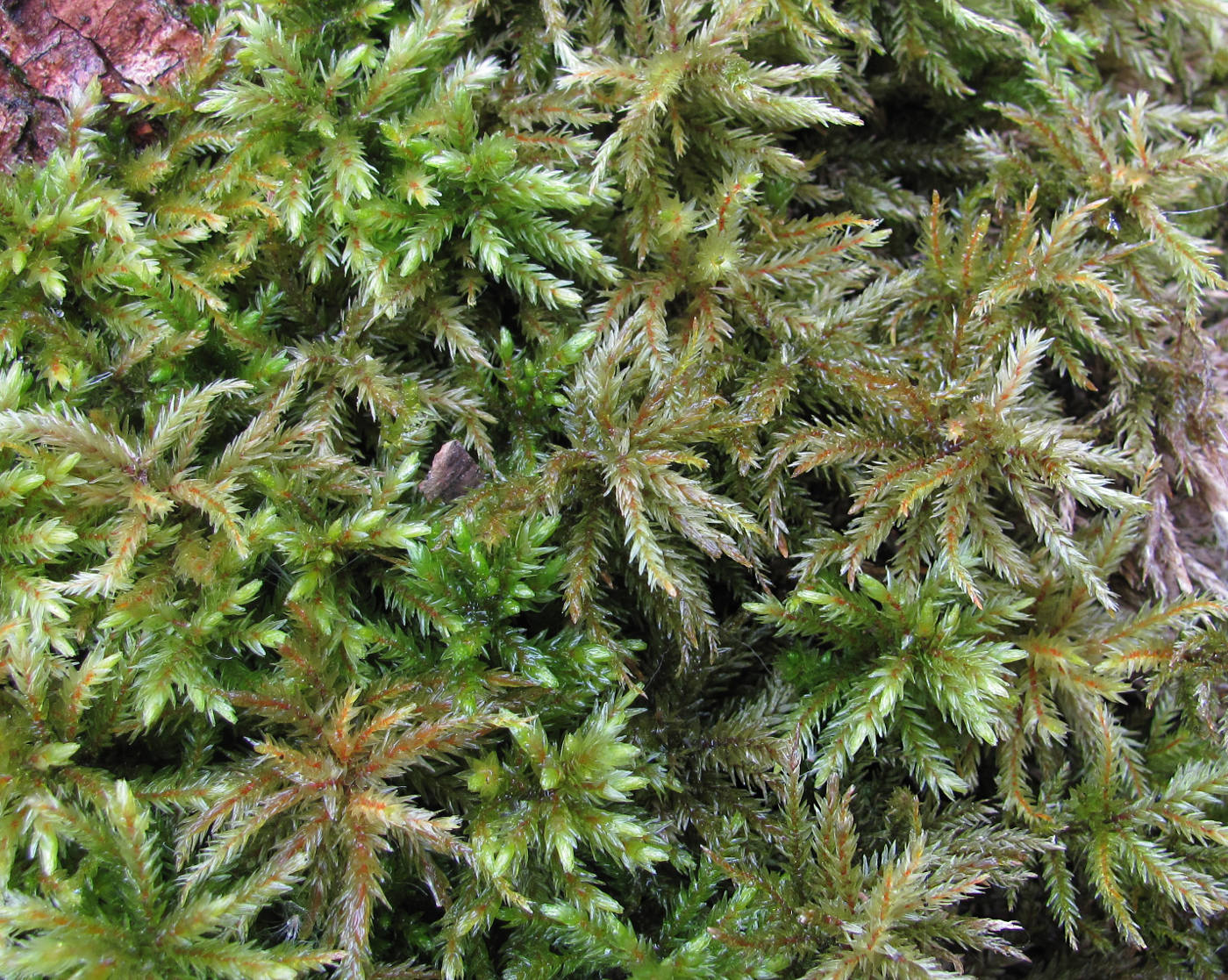 Image of Climacium dendroides specimen.