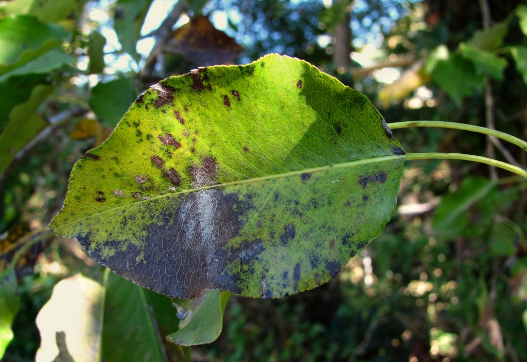 Image of Pyrus caucasica specimen.