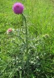 Carduus thoermeri. Цветущее растение на остепнённом лугу. Кемеровская обл., г. Юрга, возле автовокзала. 18.07.2009.