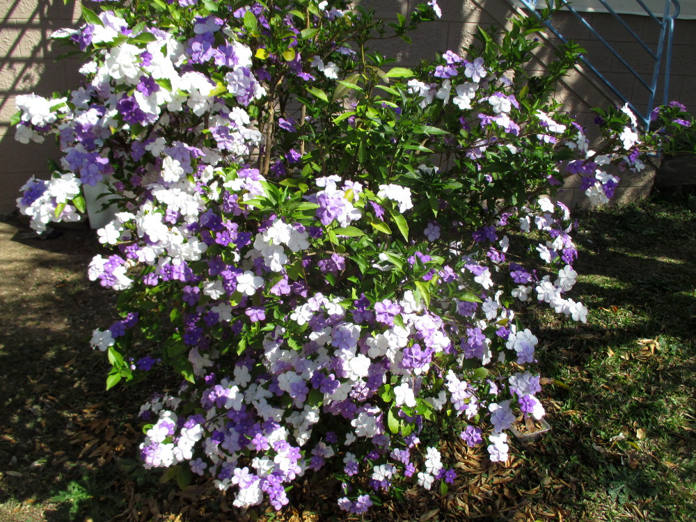 Изображение особи Brunfelsia australis.