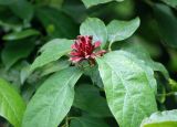 Calycanthus variety glaucus
