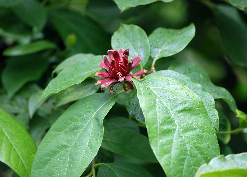 Image of Calycanthus floridus var. glaucus specimen.