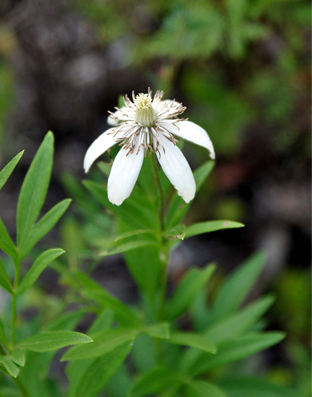 Image of Clematis hexapetala specimen.