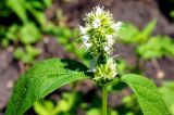 Agastache rugosa