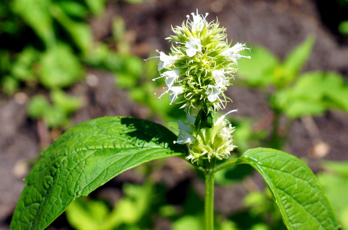 Изображение особи Agastache rugosa.