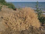 Lepidium perfoliatum. Плодоносящее растение. Краснодарский край, Темрюкский р-н, мыс Железный Рог, приморский обрывистый глинистый склон. 20.06.2015.