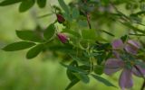 Rosa cinnamomea. Ветвь с бутонами. Татарстан, Лениногорский р-н, смешанный лес. 07.06.2015.