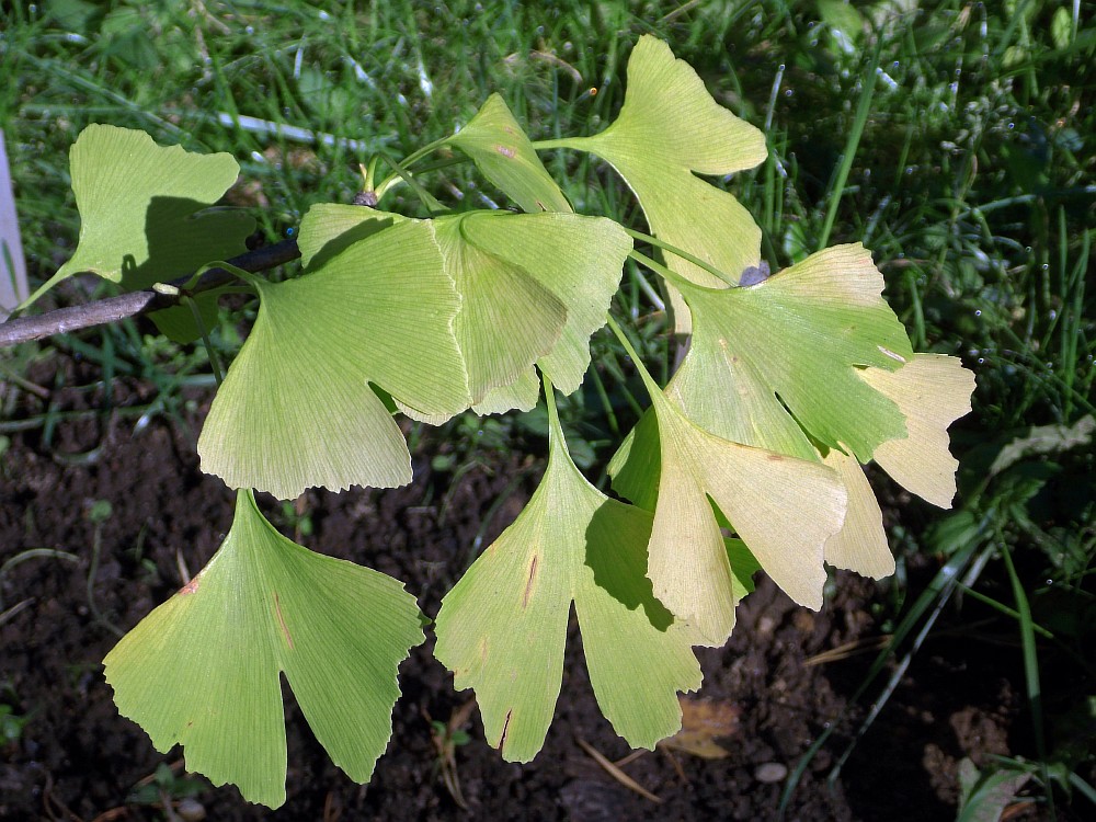 Изображение особи Ginkgo biloba.