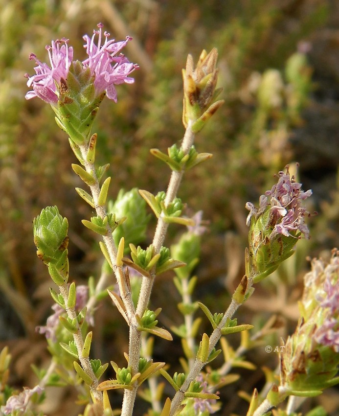 Image of Thymbra capitata specimen.