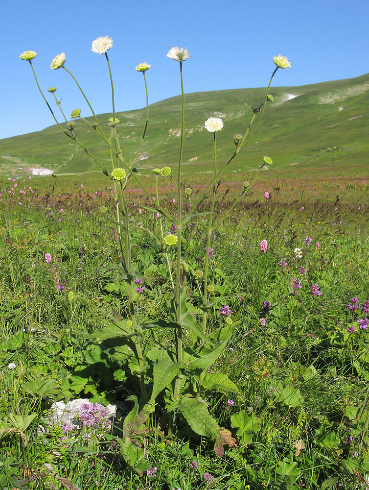 Изображение особи Knautia montana.