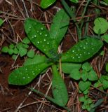 Melanortocarya obtusifolia. Растение в начале вегетации. Израиль, Нижняя Галилея, г. Верхний Назарет, ландшафтный парк, под соснами. 14.12.2014.