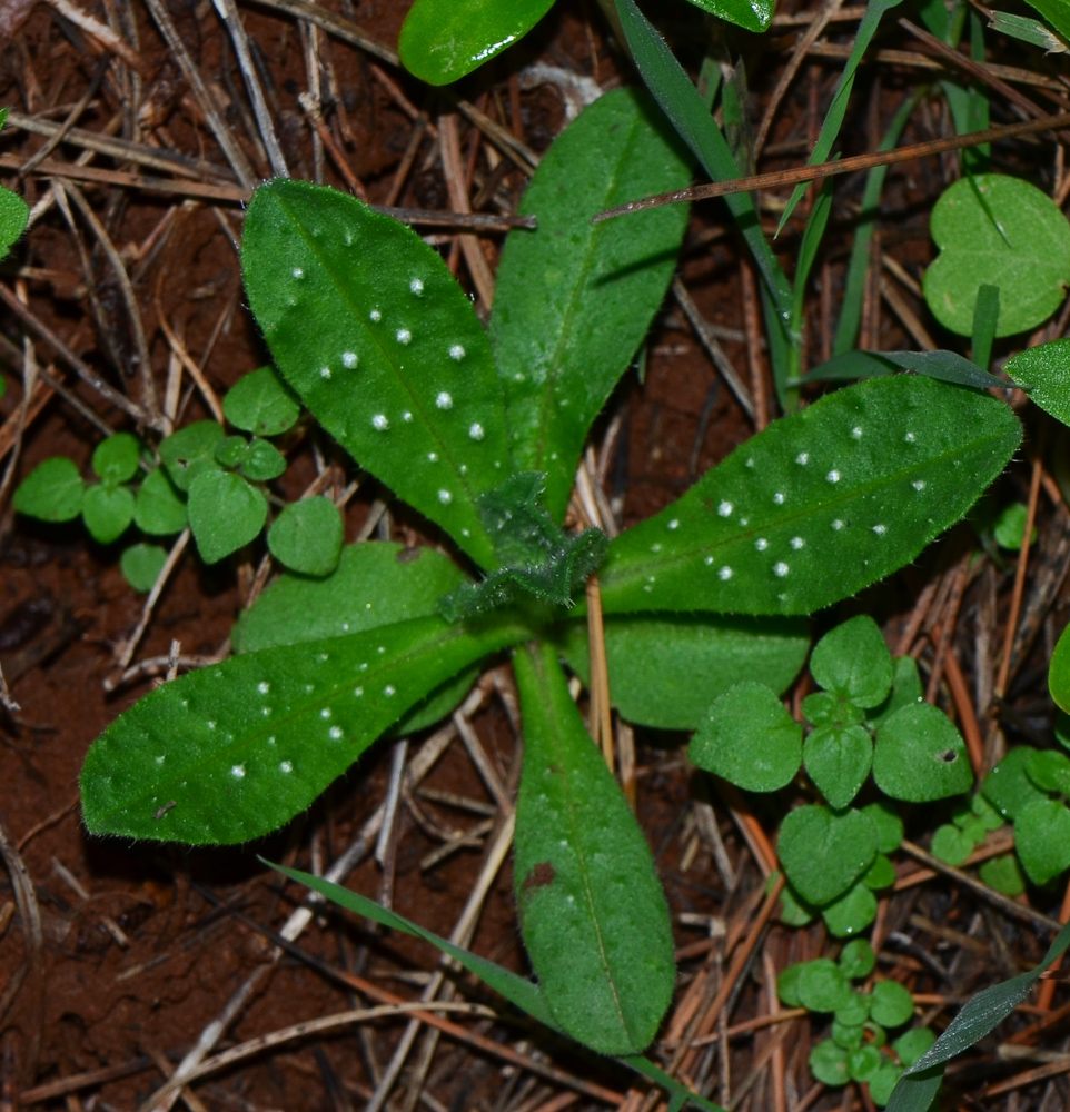 Image of Melanortocarya obtusifolia specimen.