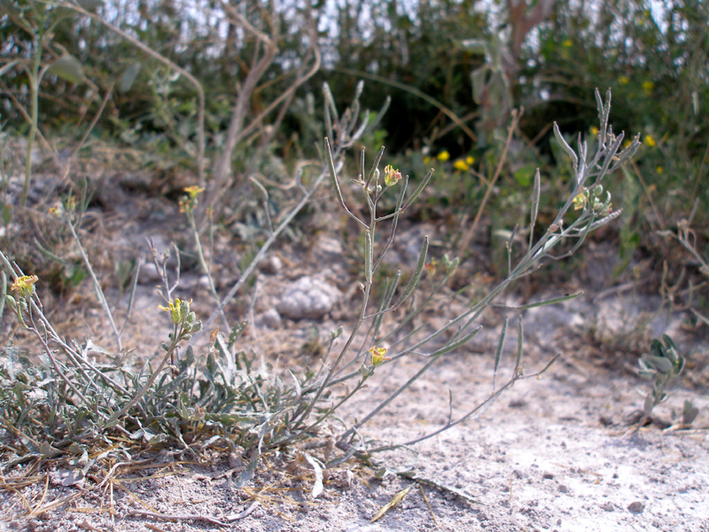 Image of Diplotaxis cretacea specimen.