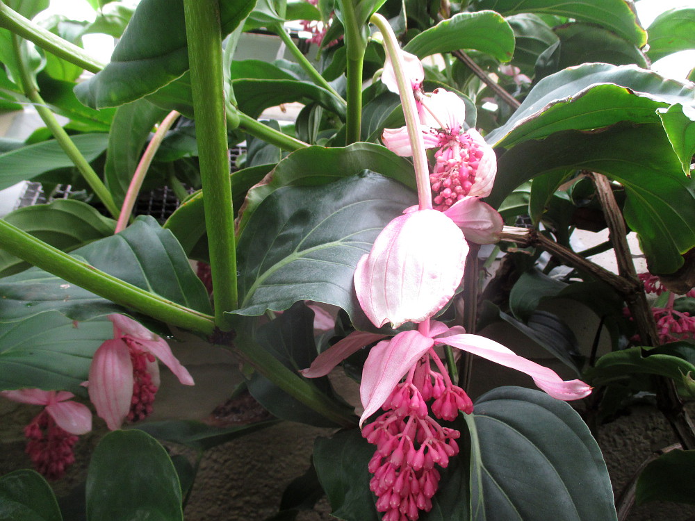 Image of Medinilla magnifica specimen.