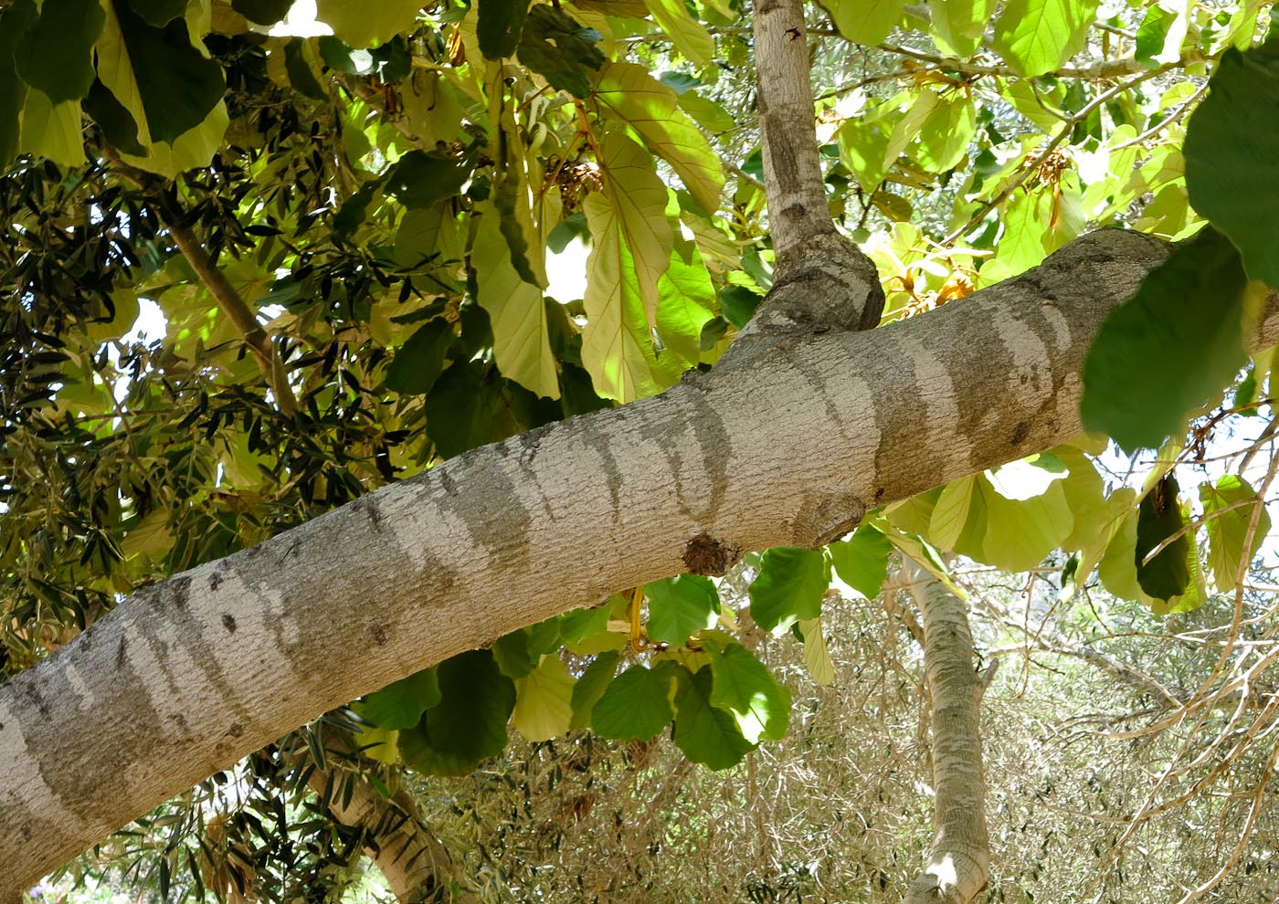 Image of Pterospermum acerifolium specimen.