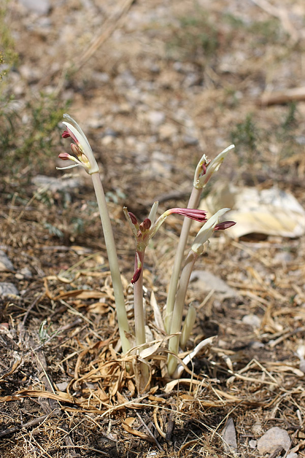 Image of Ungernia sewerzowii specimen.