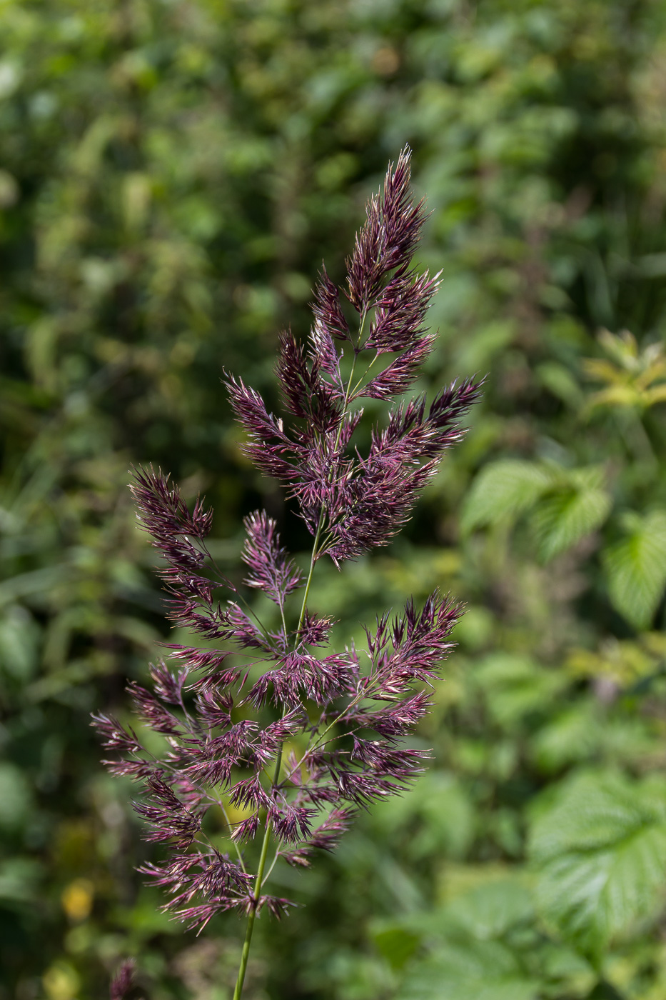 Изображение особи род Calamagrostis.