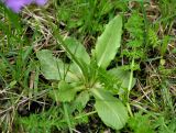 Primula algida