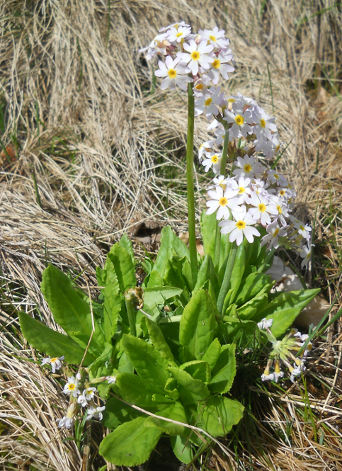 Image of Primula auriculata specimen.